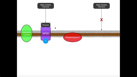 Overview & Comparison of Water- vs Lipid-Soluble Hormones - YouTube