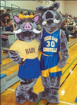 Javelinas- Texas A University, Kingsville | Mascot, Wild hog, Wild pig