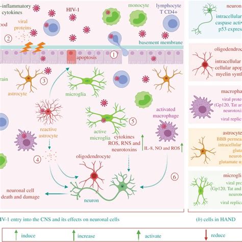 Schematic showing possible linkage between HAND, synaptic degeneration... | Download Scientific ...