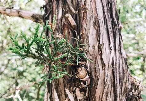 Types Of Juniper Trees