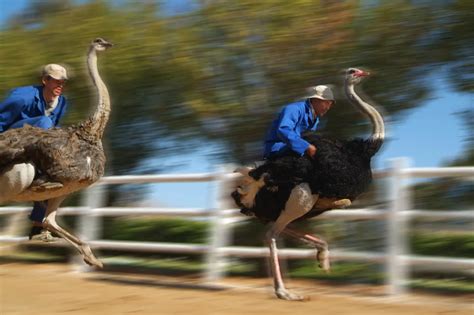 Ostrich jockeys racing on a Ostrich farm in South Africa | Smithsonian Photo Contest ...