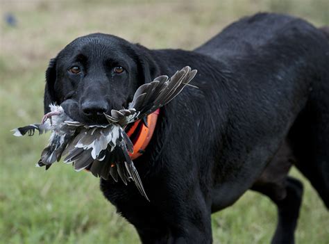 » Dove Hunting Season is Here Andy's Ramblings