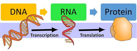 Gene Expression Overview – An Interactive Introduction to Organismal and Molecular Biology, 2nd ed.