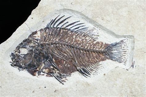 4.3" Priscacara Fossil Fish - Wyoming (#7524) For Sale - FossilEra.com