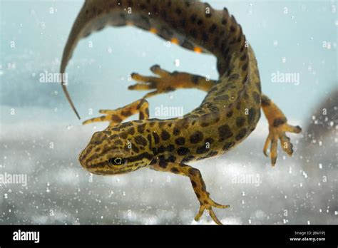 Common newts uk hi-res stock photography and images - Alamy