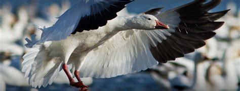 Canada Goose Hunting Blog by Premier Flight Guide Service