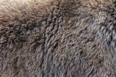 Bear fur texture | High-Quality Animal Stock Photos ~ Creative Market