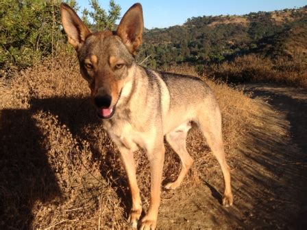 Coydog | Coyote Dog Mix ~ Behavaiour, Info, Sound, Pictures