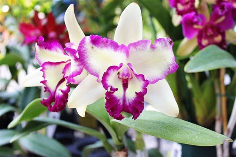 Homemade Orchid Fertilizer Recipes | Hunker