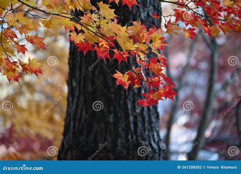 Autumn Leaves of Japanese Maple. Stock Photo - Image of colorful, fallen: 261208302