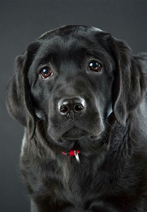 Gorgeous black lab face! Schwarzer Labrador Retriever, Perro Labrador Retriever, Golden ...