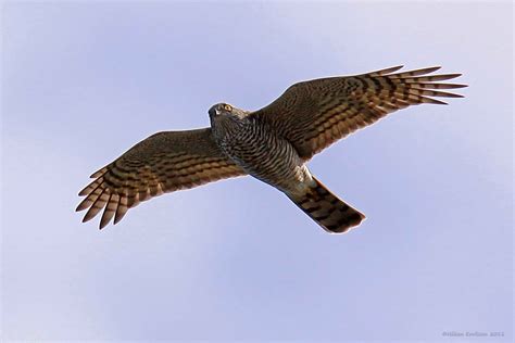 nordic wildlife photos: Flying Eurasian Sparrowhawk