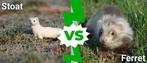 Stoat vs Ferret: What Are The Differences? - A-Z Animals