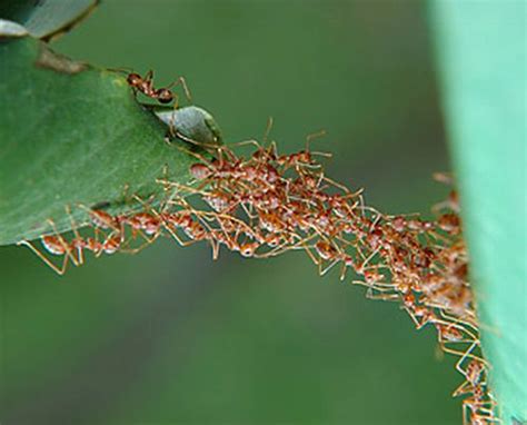 Engineering of Ants - Building Bridges