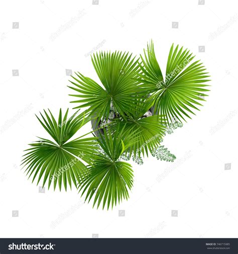 Decorative Palm Tree Top View Isolated Stock Illustration 746715985 | Shutterstock