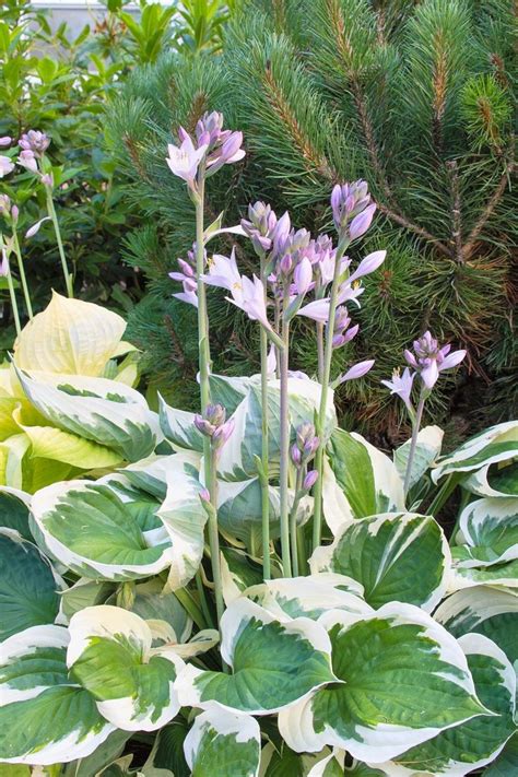 Hosta Care: The Ultimate Guide To Planting and Growing Plaintain Lilies ...