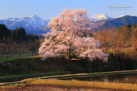 富山県 桜紀行