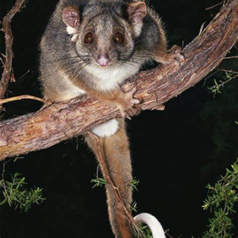 Ringtail Possum • Perth Pest Control