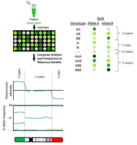 JCM | Free Full-Text | Microarray Technology for the Diagnosis of Fetal ...