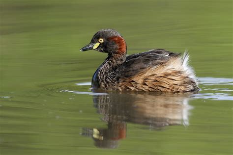 Australasian Grebe | Australasian Grebe at Glebe Park, Bega.… | Leo | Flickr