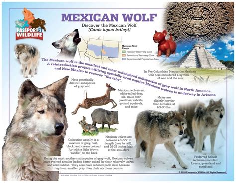 Mexican Wolf Laminated Poster