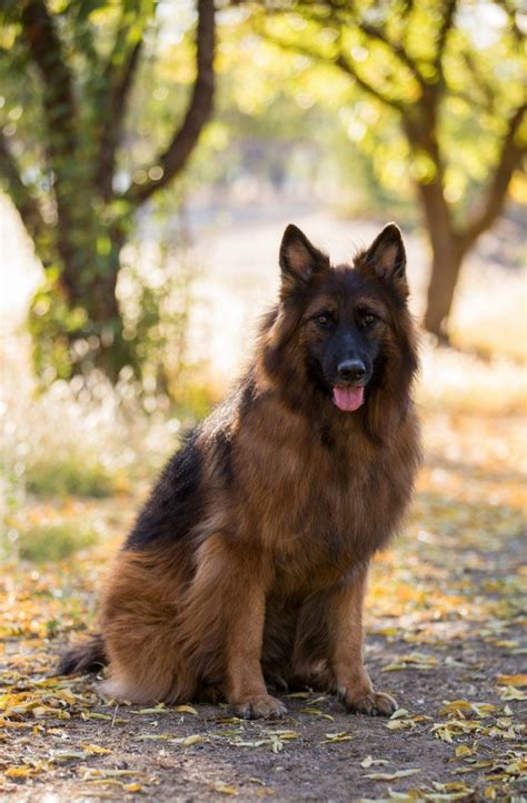 Black Sable German Shepherd Long Hair: Meet the Most Striking Canine Breed You'll Ever See!