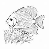 Premium Photo  Black And White coloring Picture Of A damselfish sketch template