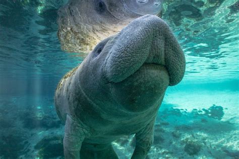 Manatees in Florida – the gentle Grazers up-close - SPEED DOCK