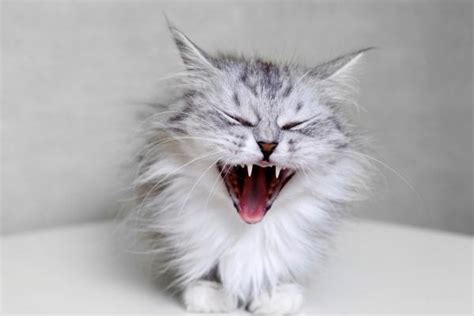 My Cat Is Reverse Sneezing - Why and What to Do