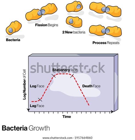 21 Bacterial Growth Curve Royalty-Free Images, Stock Photos & Pictures | Shutterstock