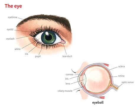 eyebrow noun - Definition, pictures, pronunciation and usage notes ...