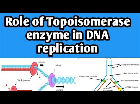 Dna Replication Topoisomerase Function