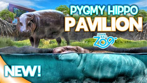 Zoo Tours: NEW! Pygmy Hippo Pavilion | John Ball Zoo - YouTube