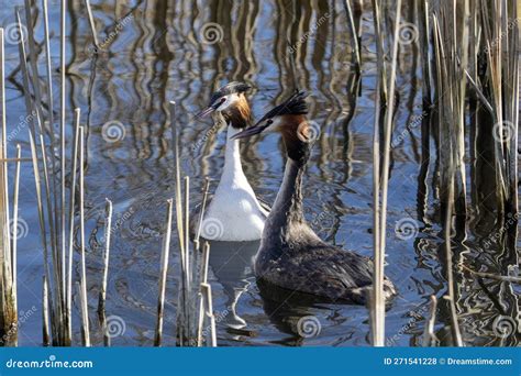 Great Crested Grebe Courtship Ritual Stock Photo - Image of pond ...