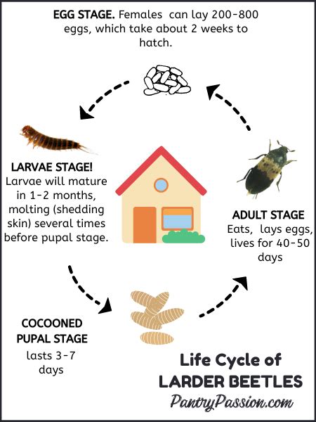 I Discovered How to Get Rid of Larder Beetles - Pantry Passion