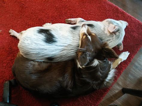 My pig and my dog are bestfriends, and it is perfect. : r/pigs