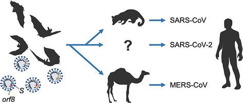 Frontiers | Commentary: Origin and evolution of pathogenic coronaviruses