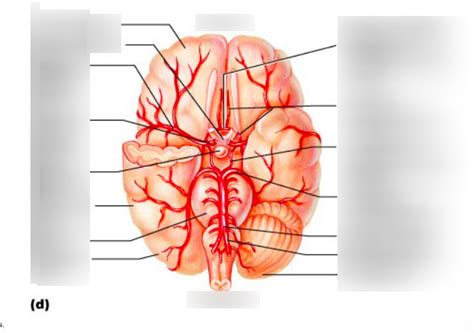 cerebral circulation Diagram | Quizlet