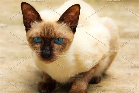 a siamese cat with blue eyes sitting on the floor looking at the camera, close up