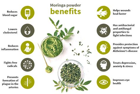 Moringa Powder: 5 Benefits Responsible For Its Popularity