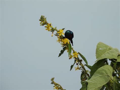 Entebbe Botanical Gardens – The Birds | Miles To The Wild