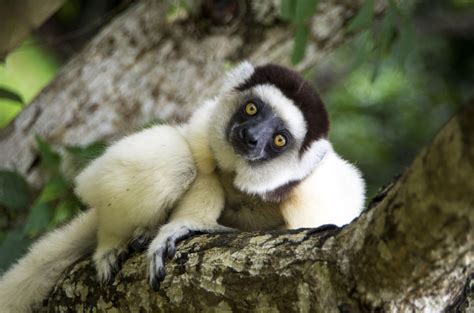 Why You Need To Visit Madagascar | Wild Frontiers | Wild Frontiers