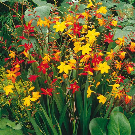 Crocosmia Mix Bulbs from K. van Bourgondien