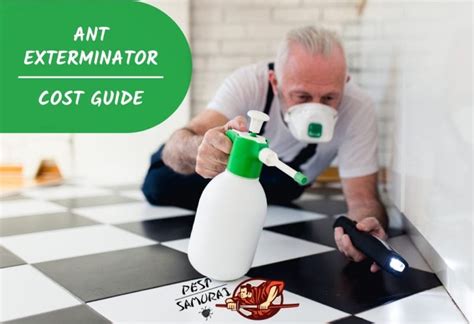 Ant Exterminator Cost | What to Expect and How to Prepare - Pest Samurai