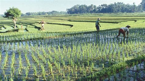 Strengthening farmer resilience in Cambodia's rice paddies | Global Agriculture and Food ...