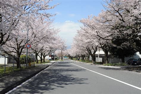 Camp Zama Sakura Festival 2025 - April Events in Kanagawa - Japan Travel