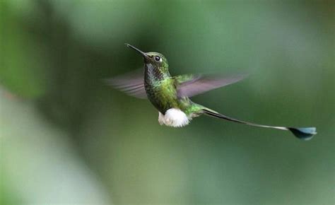 Exploring the Splendid White-Booted Racket-Tail Hummingbird - Save The ...