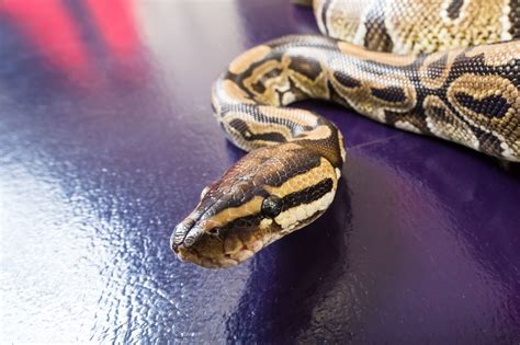 Pet Health: Snakes, spiders or ferrets? Choose the right exotic