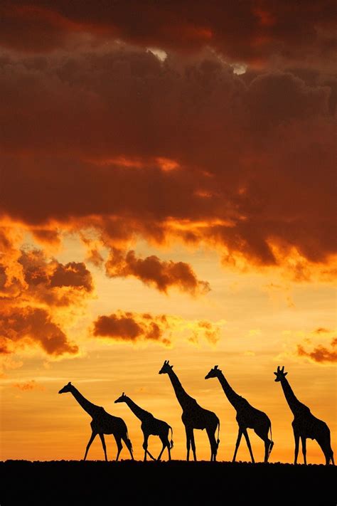 Giraffes | Animals wild, Animals beautiful, Animal silhouette