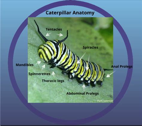 Caterpillar Anatomy